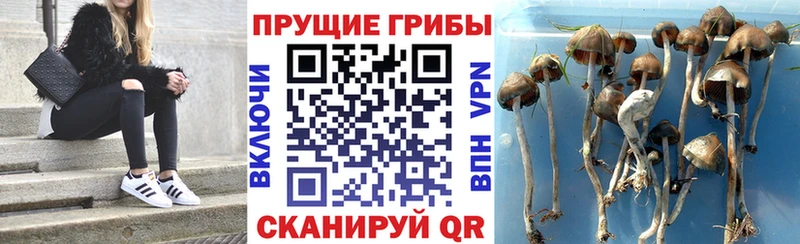 Псилоцибиновые грибы Psilocybe  хочу наркоту  Боровск 